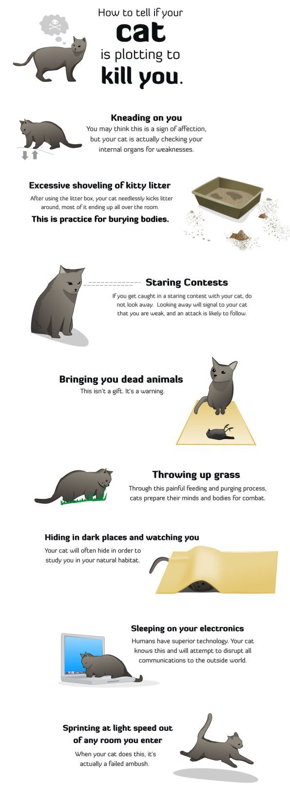 your-cat-is-trying-to-kill-you