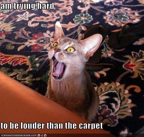 your-cat-tries-hard-to-be-noticed