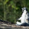 zen-lemur