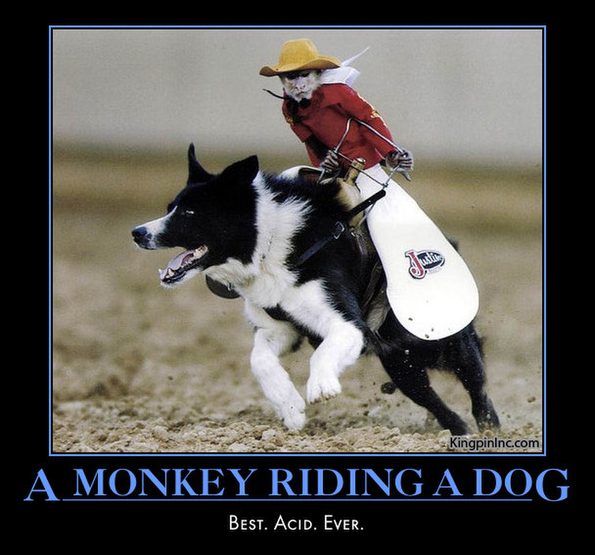 a-monkey-riding-a-dog