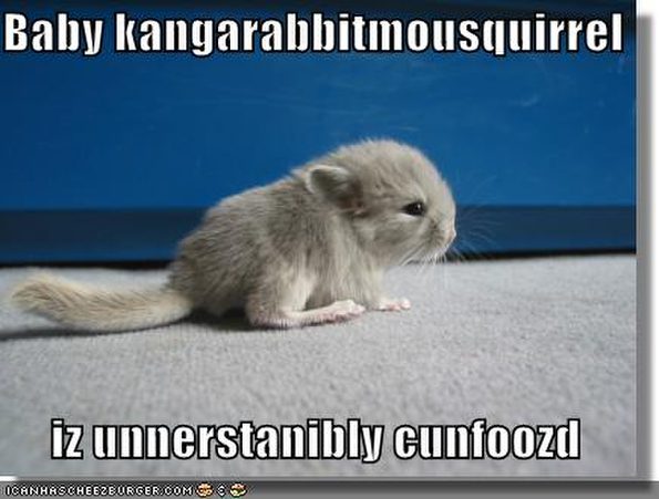 baby-kangarabbitmousquirrel