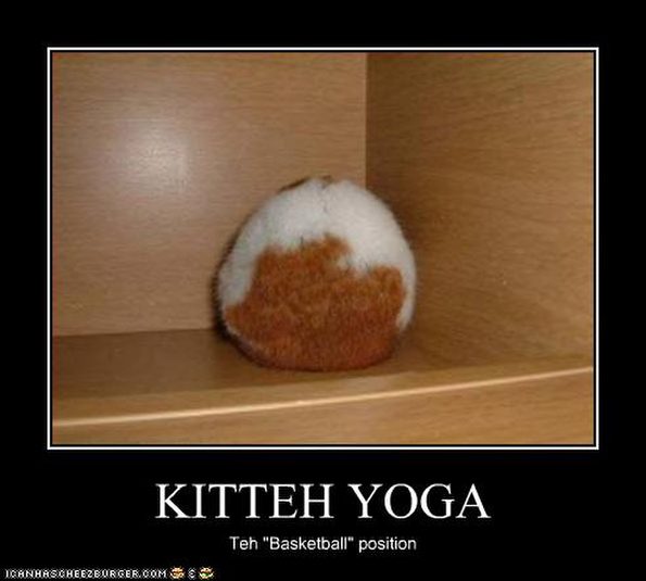 cat-does-yoga