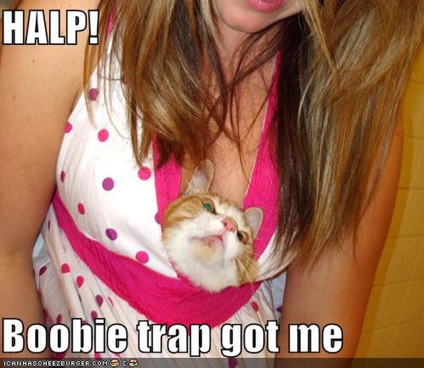 cat-fell-for-boobie-trap