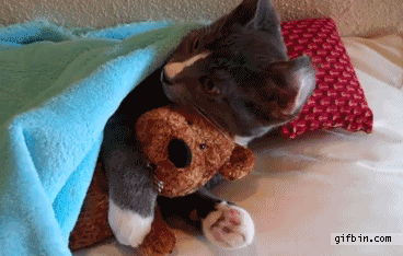 cat-hugs-teddy-bear