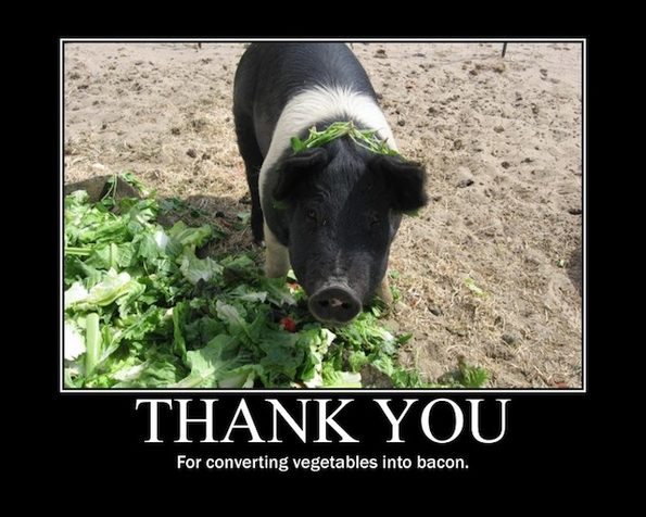 demotivational-thank-you-pig-bacon