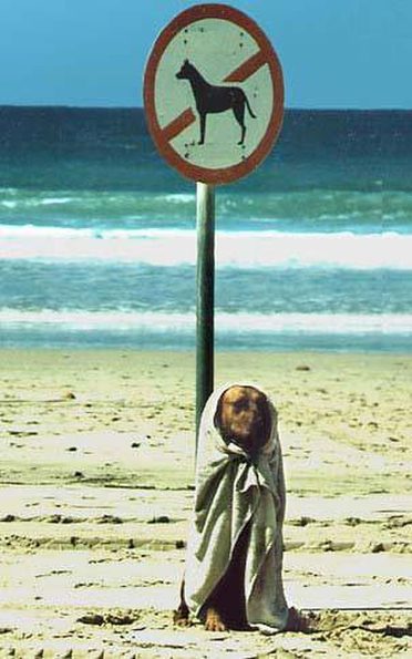 dog_disguised_on_beach