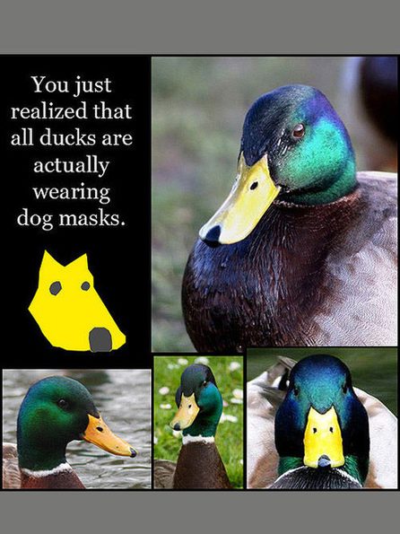 duck-dog-mask