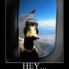 duck-on-a-plane