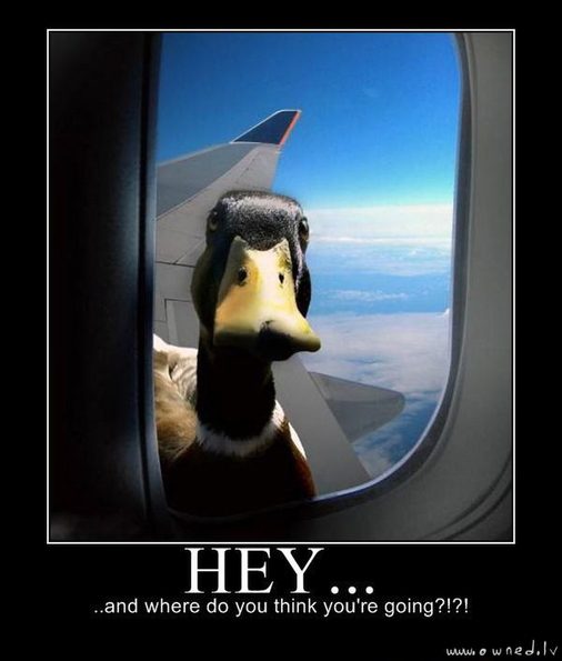 duck-on-a-plane