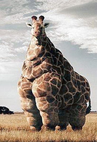 fat_giraffe