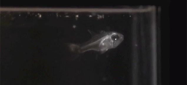 fishy-hadoken