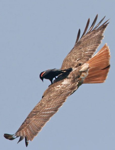 freeridebirdhawk