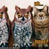 funny-pictures-cat-poses-as-an-owl