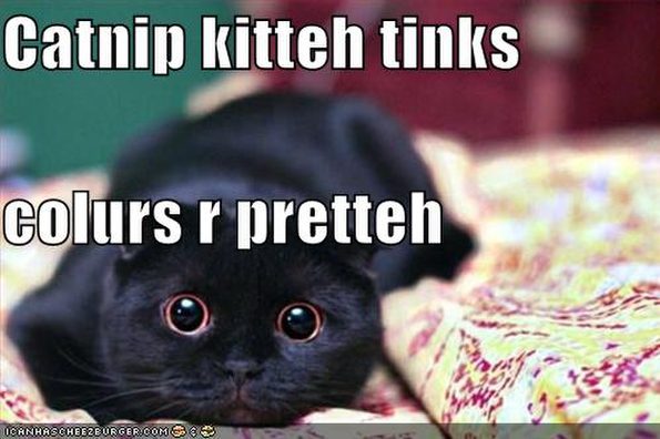 funny-pictures-catnip-cat-likes-colours