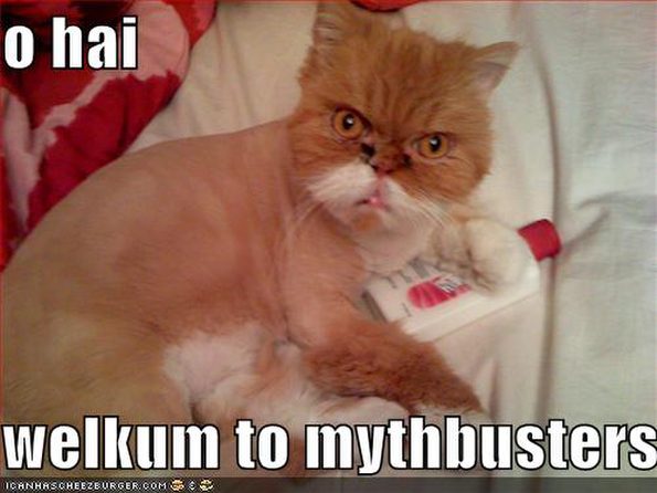 funny-pictures-mythbuster-cat