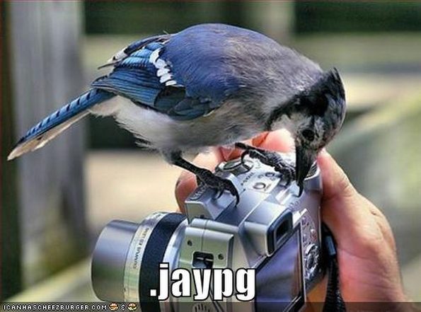 funny-pictures-there-is-a-jay-on-your-camera