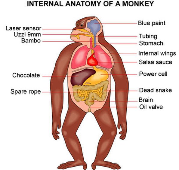 internal-anatomy-of-a-monkey