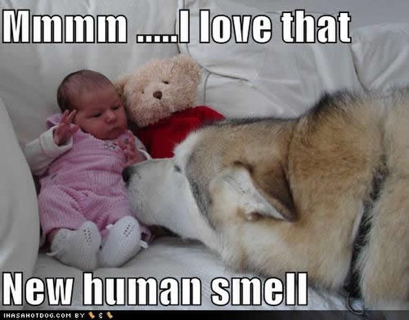 new-human-smell