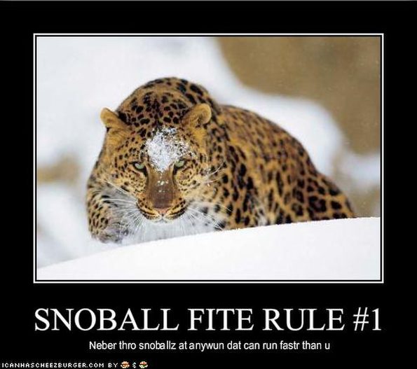 rule-number-one-for-throwing-snowballs