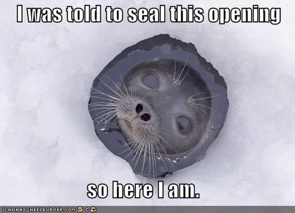 seal-seals-an-opening