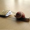 snail-mail