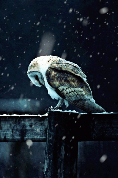 snowy-barn-owl
