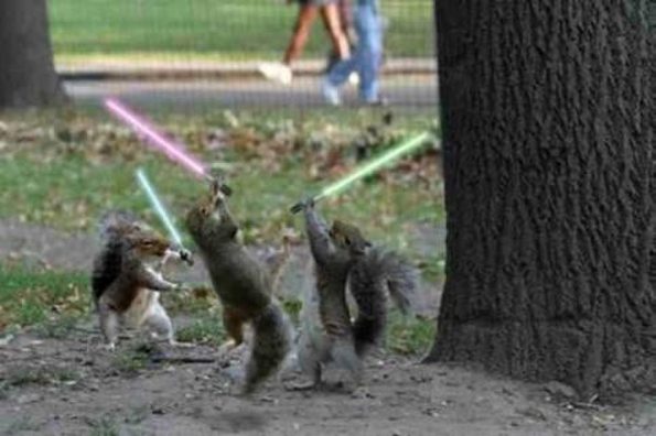 squirrels-lightsabers