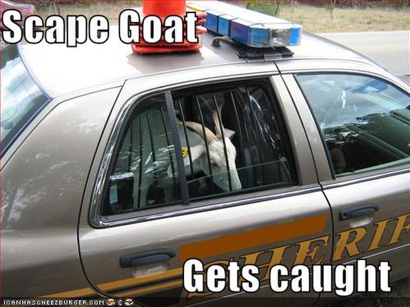 the-scape-goat-gets-caught