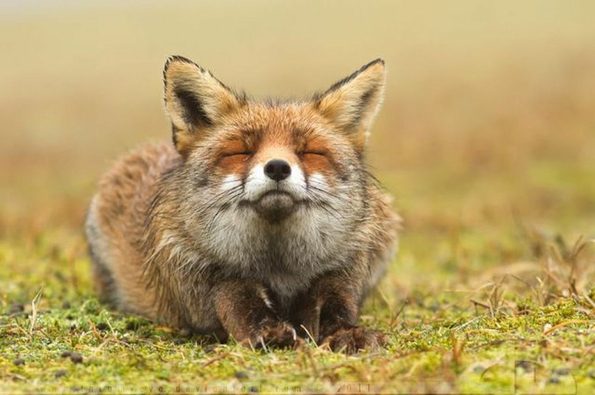 warm_fox