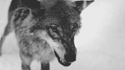 wolf-snarl